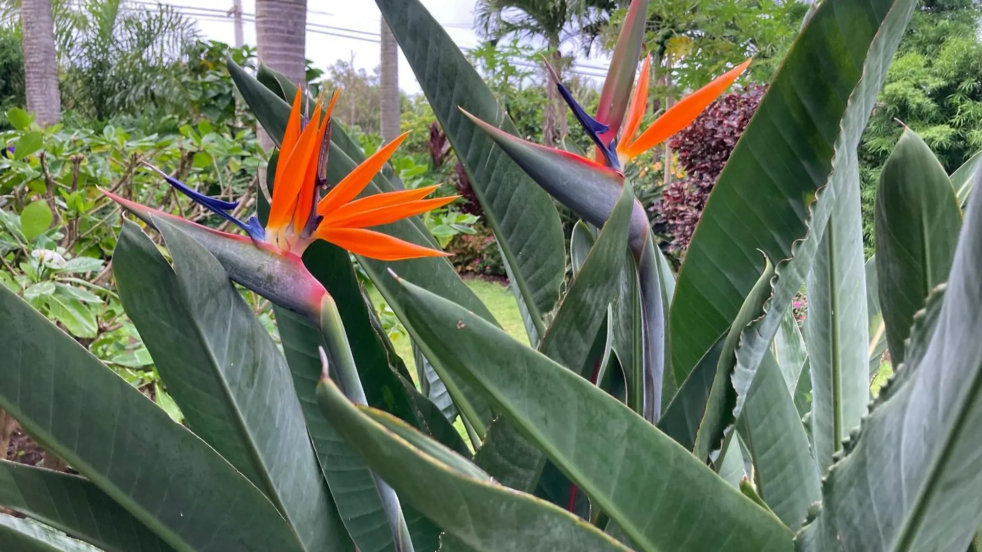 Comfort Nest Pahoa United States
